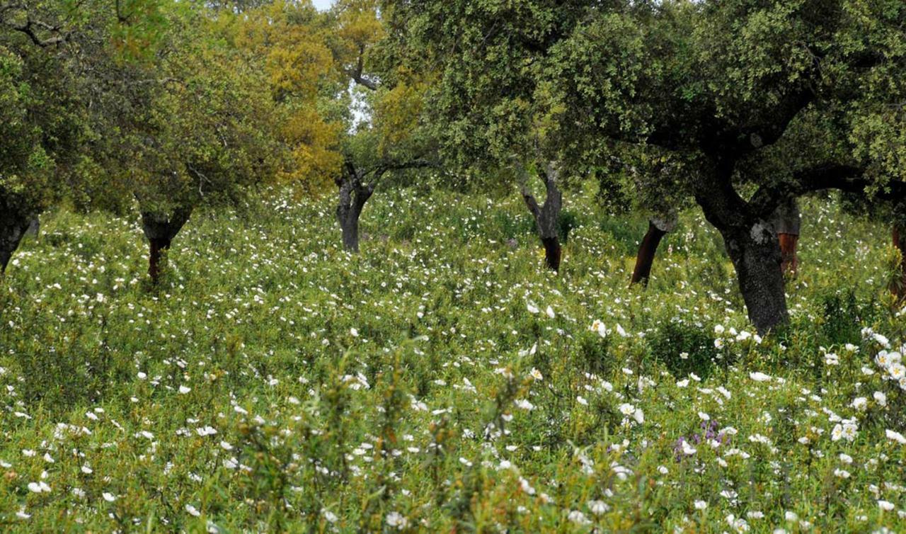 Casa Rural Juanin - Alojamiento Turistico Gold Fresnedoso de Ibor 外观 照片